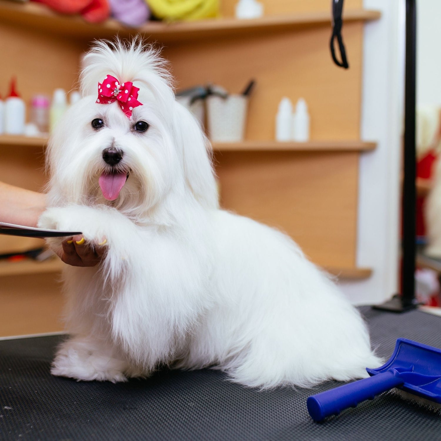 Pet Supplies