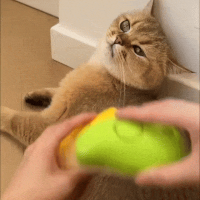 Steamy Brush for Cats
