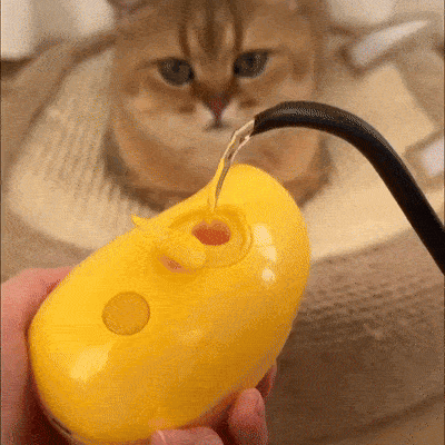 Steamy Brush for Cats
