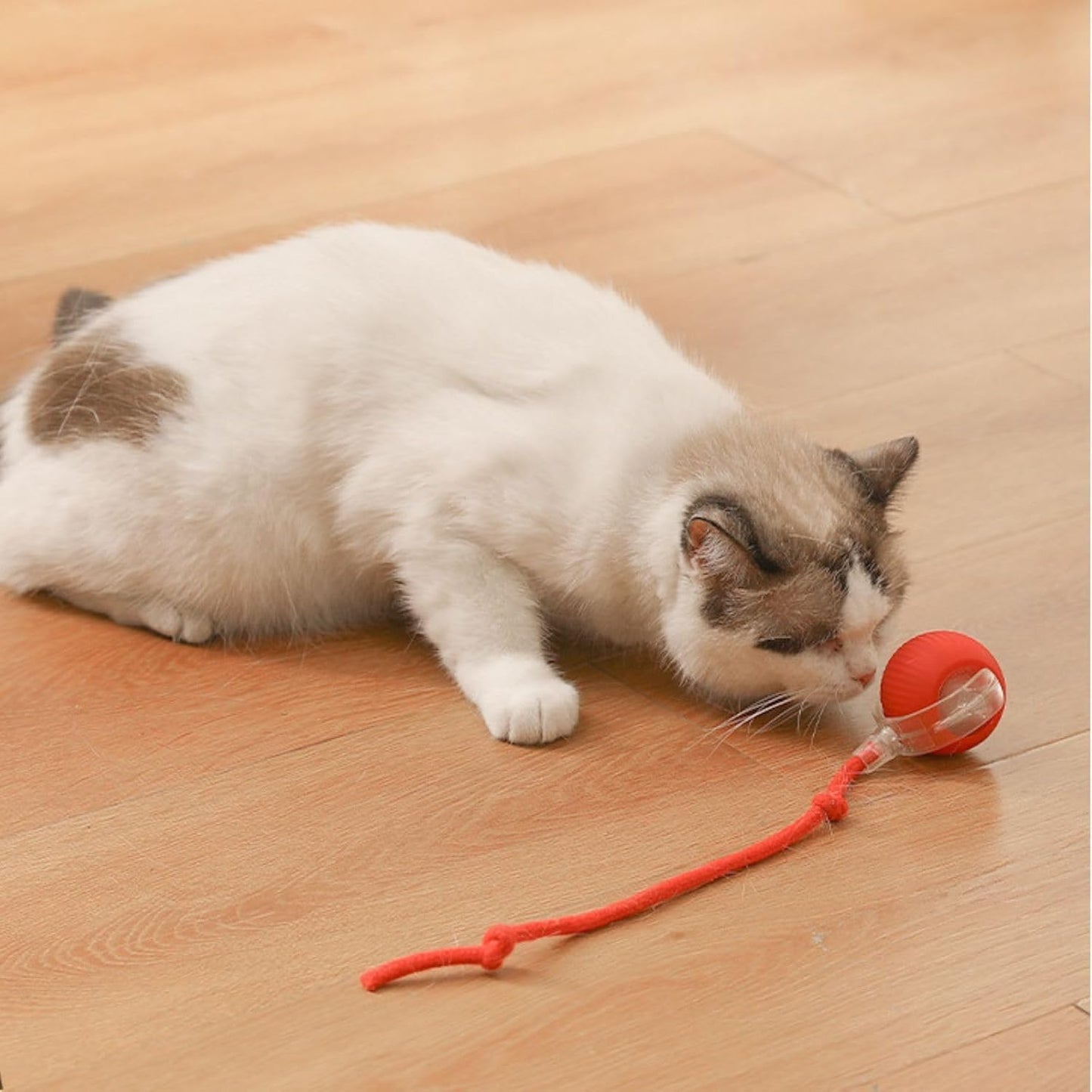 Automatic Cat Teaser Ball Toy